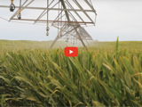 image of a cornfield and sprayer and red video play button